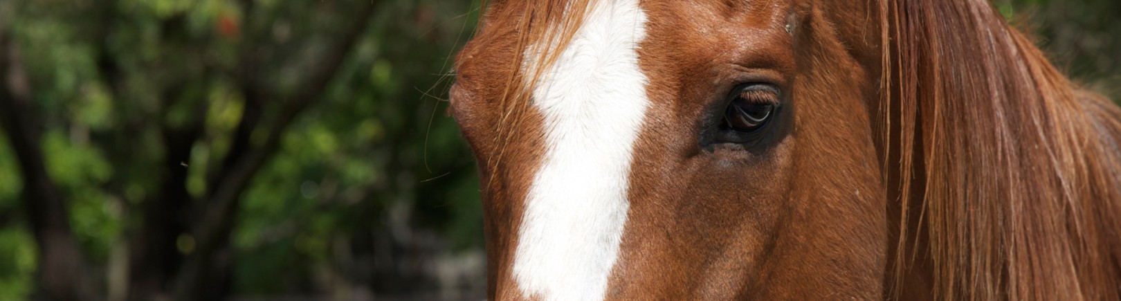 Slide_FullWidth_72dpi_chestnutmare-e1367962396286