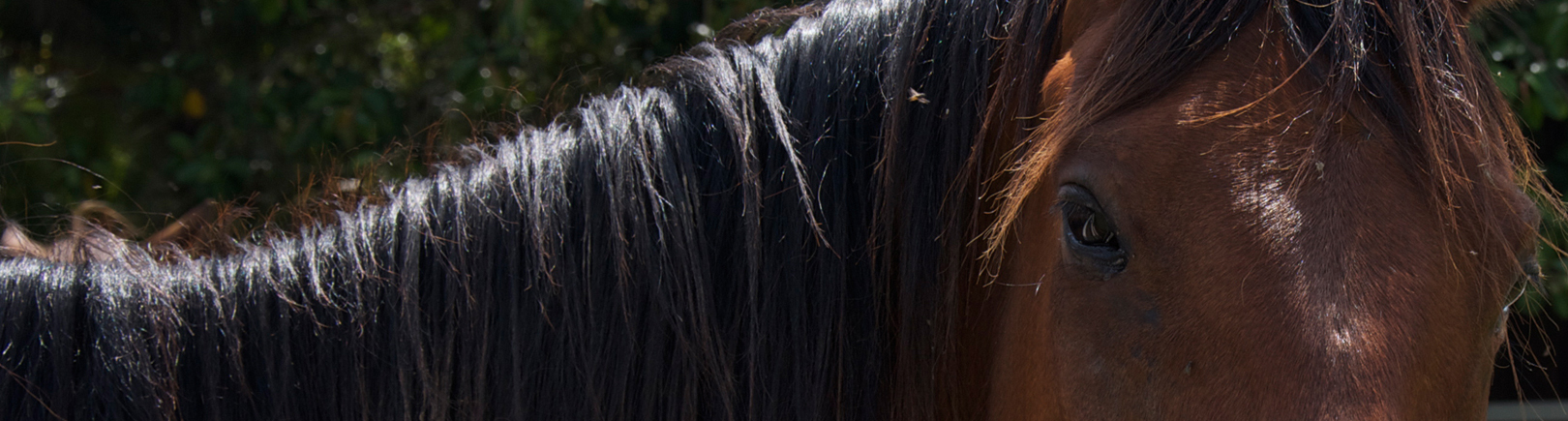 Slide_FullWidth_bayhorse