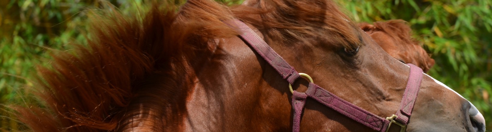 Slide_FullWidth_pi-e1367698177685
