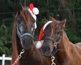 Alice&Ally_DSC_6216