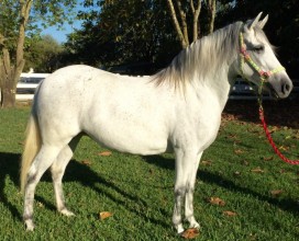 Gretchen_right_03062016