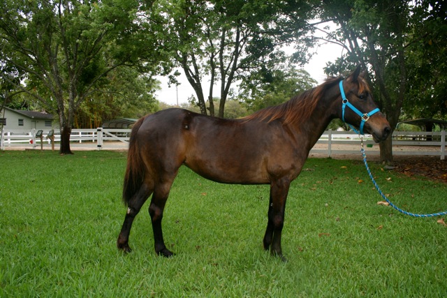 BUBBLES | South Florida SPCA | Horse Rescue