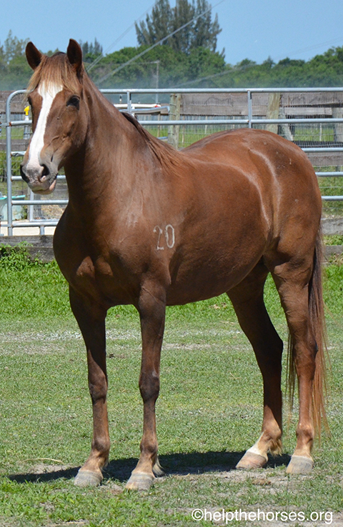 SASHA | South Florida SPCA | Horse Rescue