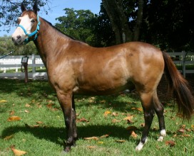 Baxter_left1_09182016_web