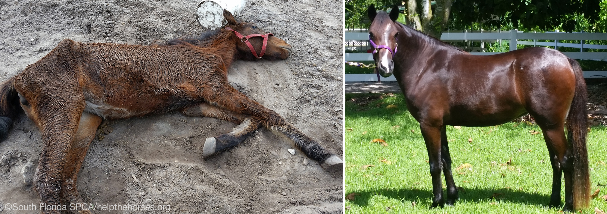 FROM DYING IN THE DIRT TO LIVING THE DREAM | South Florida SPCA | Horse Rescue