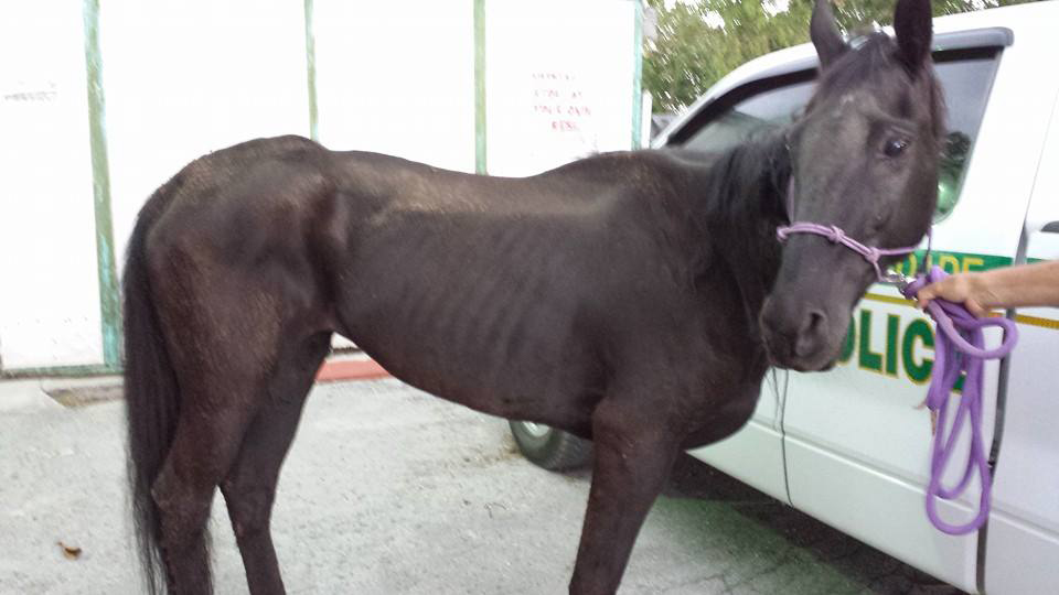 Yearslong Battle in Miami Horse Abuse Case Ends with Conviction