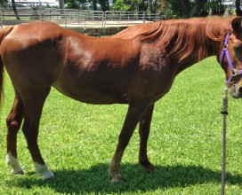 Lucille_right_05032017