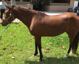 Penny_intake_left_03112017