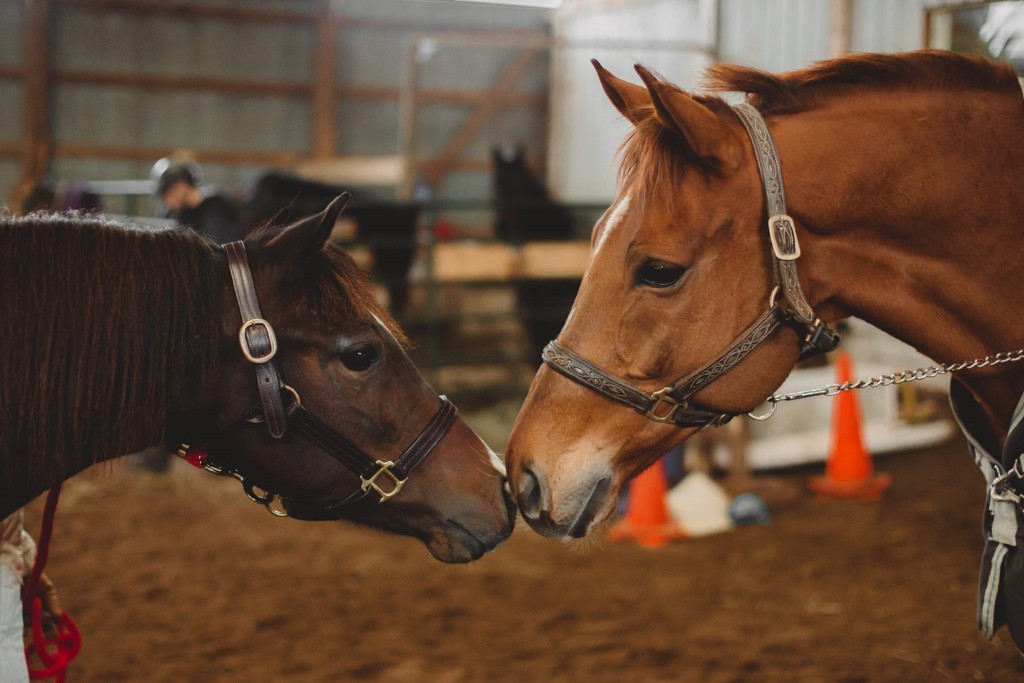 “You’re going to like it here.” SFSPCA rescues Amazing Grace and Prodigioso meet for the first time. Photo ©Rachel Sulman Photography.