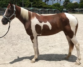 Suki_07182017