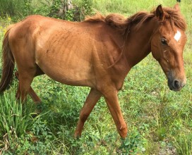 Willow_intake_05182017