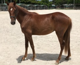 Willow_left_07182017