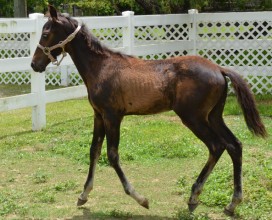 Donte_paddock_07072017_DSC_1393