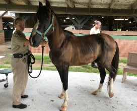 Tropico, left view, upon arrival at South Florida SPCA on 6/28/17. ©South Florida SPCA.