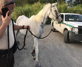 Oliver_Arabian Gelding_rescue scene 08032017