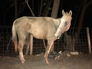 Abandoned, emaciated horse rescued evening of 9/7/17.