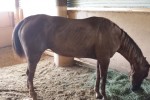 Rescue QH mare lame 062113_web