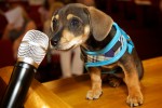 PTM_spokesdog