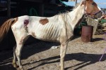 "Susie," Paint mare near death when discovered at a Miami Gardens, FL boarding facility.