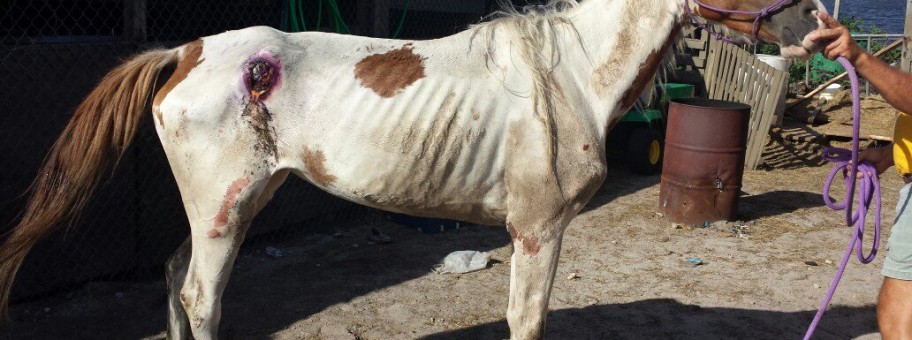 "Susie," Paint mare near death when discovered at a Miami Gardens, FL boarding facility.