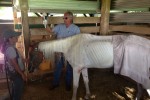 Veterinarian Dr. Zachary Franklin tends to Susie, the rescued paint mare.