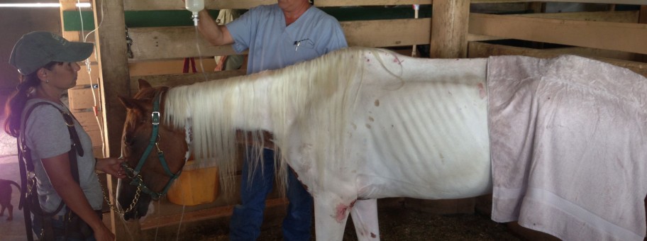 Veterinarian Dr. Zachary Franklin tends to Susie, the rescued paint mare.