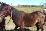 PasoGelding
