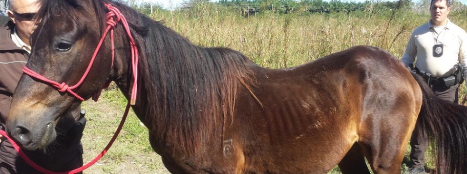PasoGelding