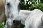 NoHorseSlaughter_paddedright