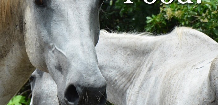NoHorseSlaughter_paddedright