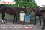 Oct062014_Rescues