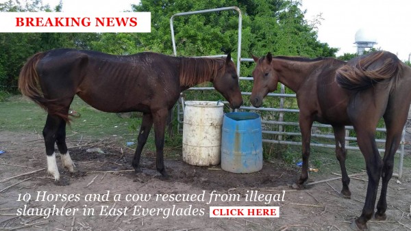 Oct062014_Rescues