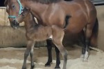 StarrFilly_standing