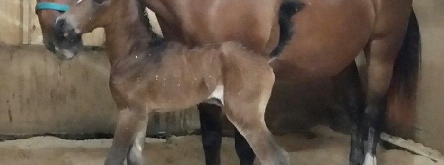 StarrFilly_standing