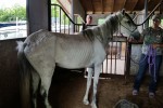 Grey Paso Fino mare seized on May 27, 2015