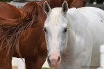 Anti-HorseSlaughter_DSC_3462