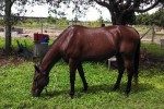 The Fobbs' horse, Thunder.