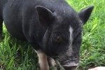 Piggy_IMG_1748_web