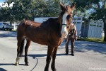 Trigger, a horse ridden from South Carolina to Miami, seized by South Florida SPCA on November 23, 2016.