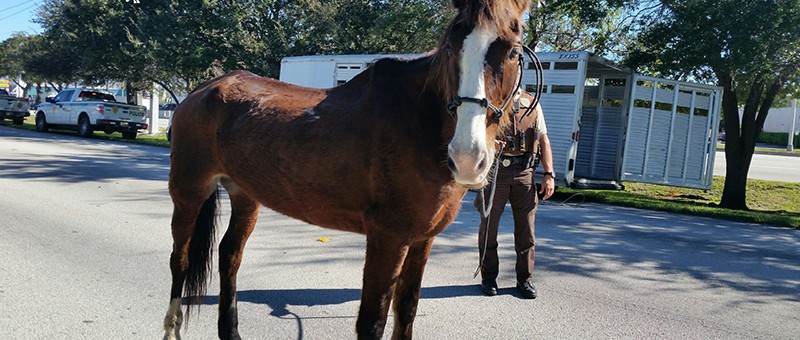 Trigger, a horse ridden from South Carolina to Miami, seized by South Florida SPCA on November 23, 2016.