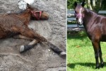 SFSPCA_AmazingGrace_B&A