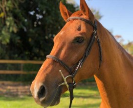 Elliott_Head1_April132018
