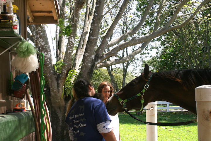 University of Miami pre vet students at South Florida SPCA