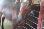 Paso Fino gelding