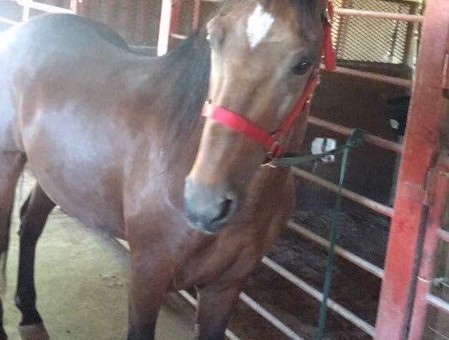 Paso Fino gelding