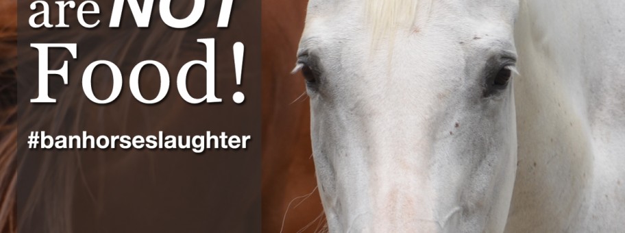 HorsesAreNotFood