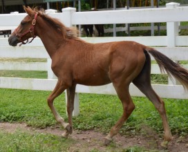 Jodi_07072017_DSC_1455