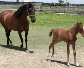 Shakira-filly-outing
