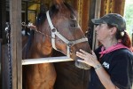 SFSPCA Horse Evacuation 0907_AL DIAZ MIAMI HERALD