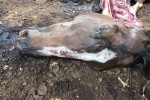 SFSPCA_IMG_1815